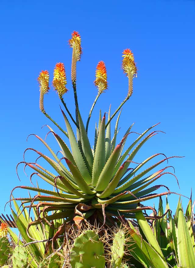 Krantz Aloe