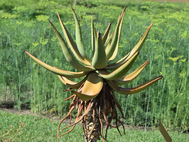 Bitter Aloe