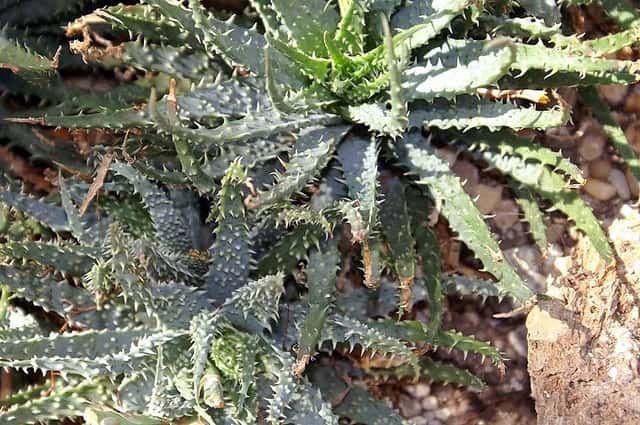 Aloe araña