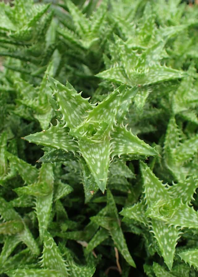 Tiger Tooth Aloe