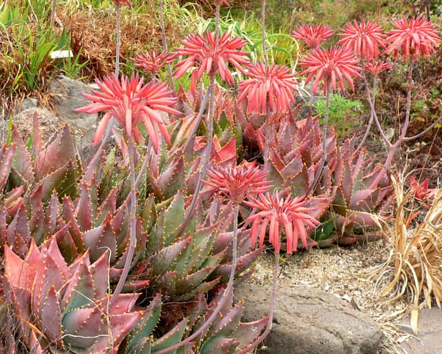 Aloe mitra