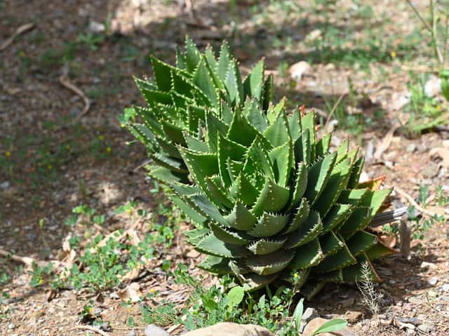 Mitre Aloe