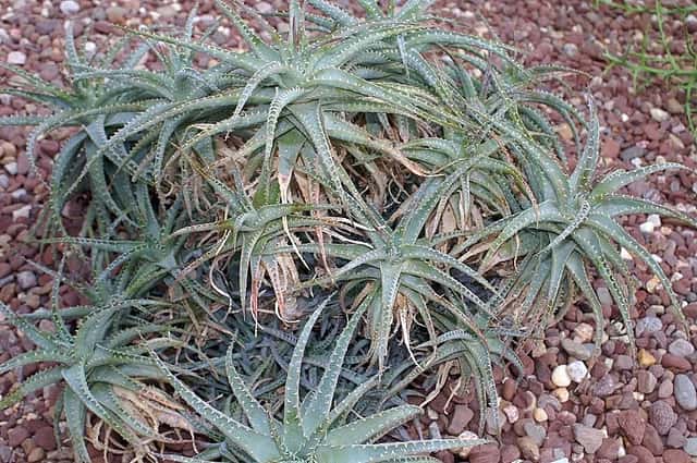 Aloe araña