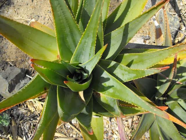 Aloe-do-fynbos