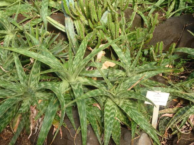 Zebra aloja