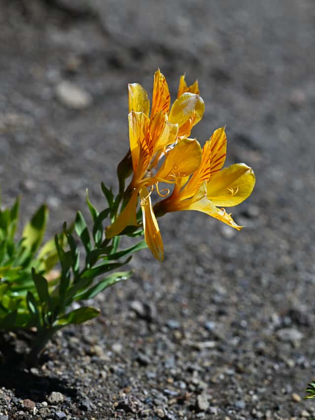 Golden Inca Lily