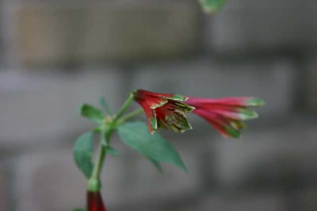 Parrot Lily