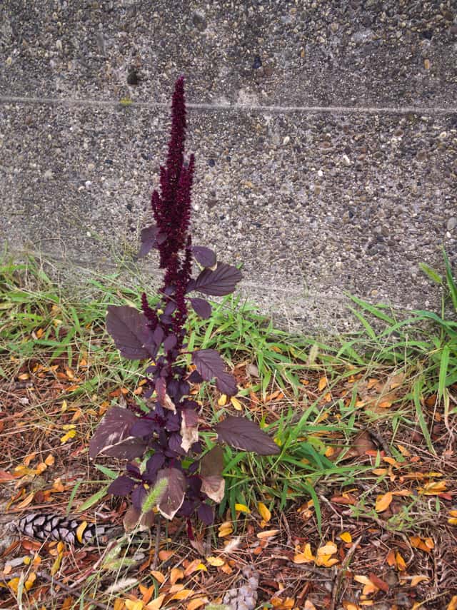 Red Amaranth