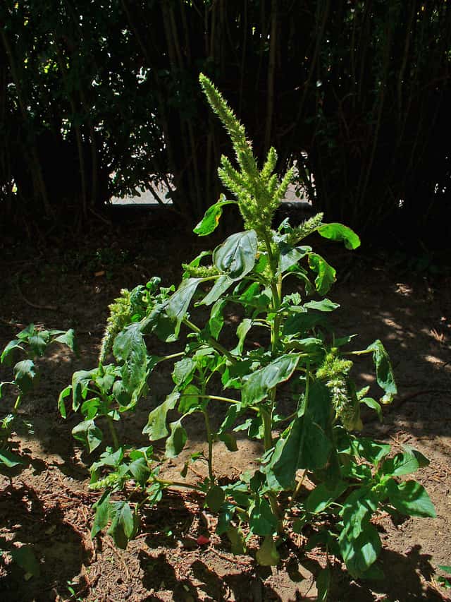 Smooth Amaranth