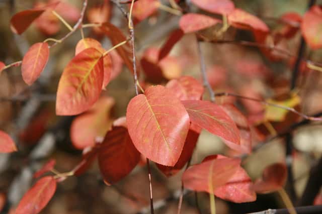 Amelanchier-do-Canadá