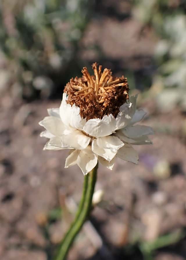Flor-de-papel