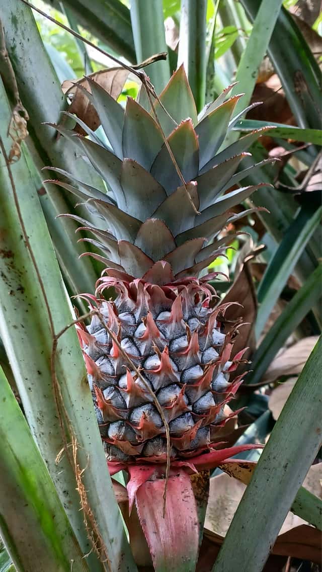 Pineapple