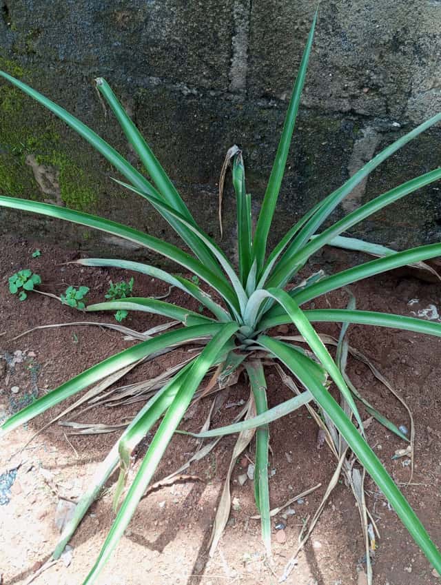 Abacaxi-anão