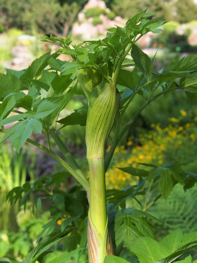 Angelica