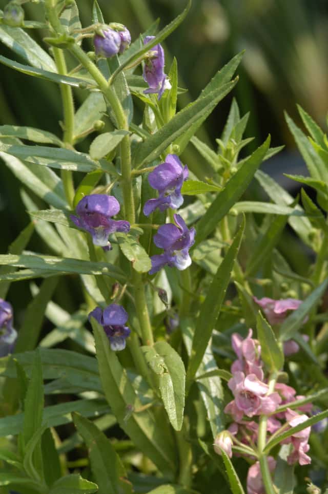 Two-flowered Angelonia