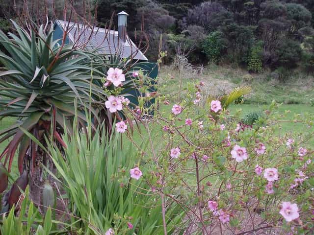 Malva-do-cabo