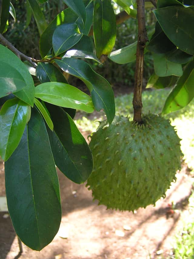Hapukopp