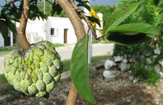 Annona squamosa