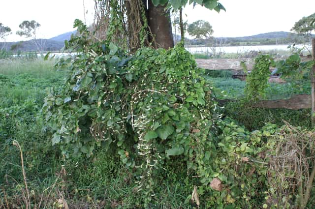 Madeira Vine
