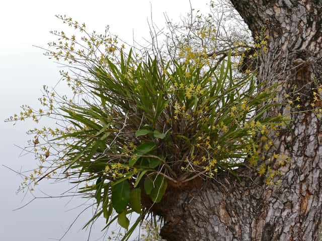 Orchidea Leopardo