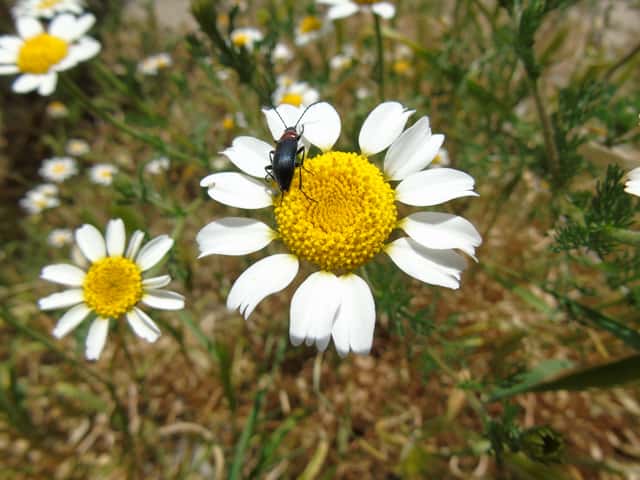 Corn chamomile
