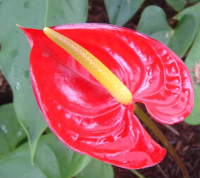 Anthurium / Flamingo Flower (genus)