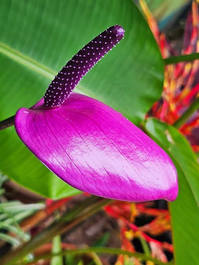 Anthurium amnicola