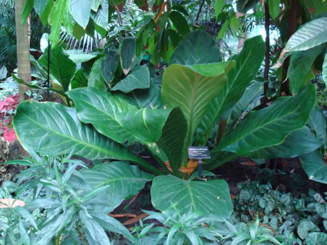 Fuglerede-Anthurium