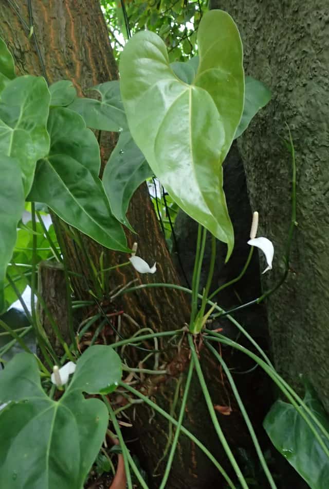 Water-Lily Anthurium