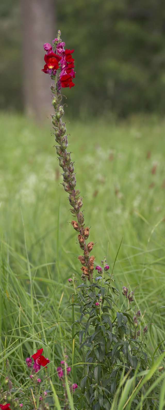 Snapdragon
