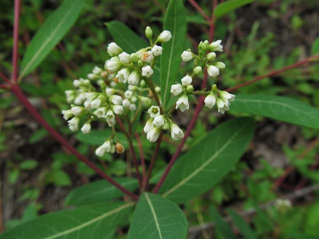 Indian Hemp