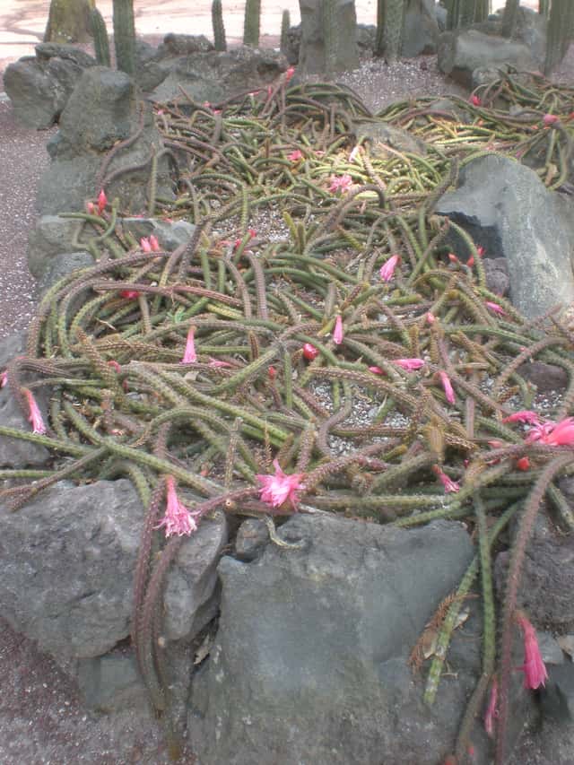 Rat Tail Cactus