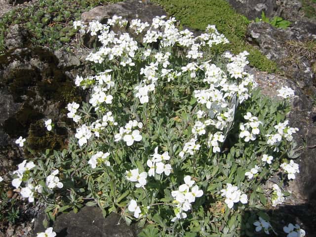 Arábis-do-cáucaso