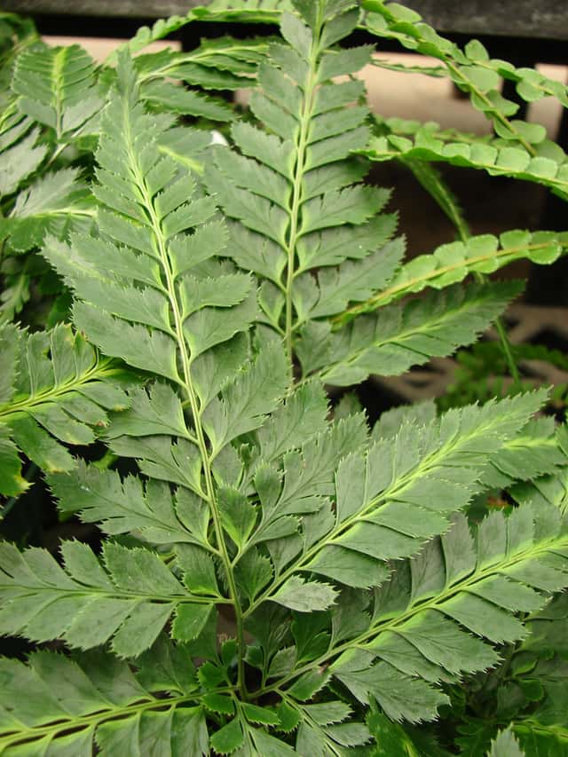 East Indian holly fern