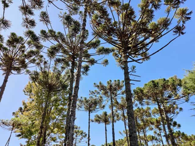 Parana Pine