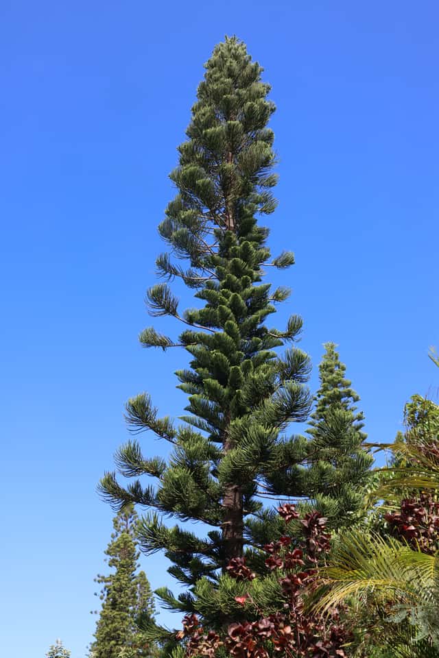 Cook Pine