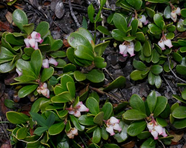 Bearberry