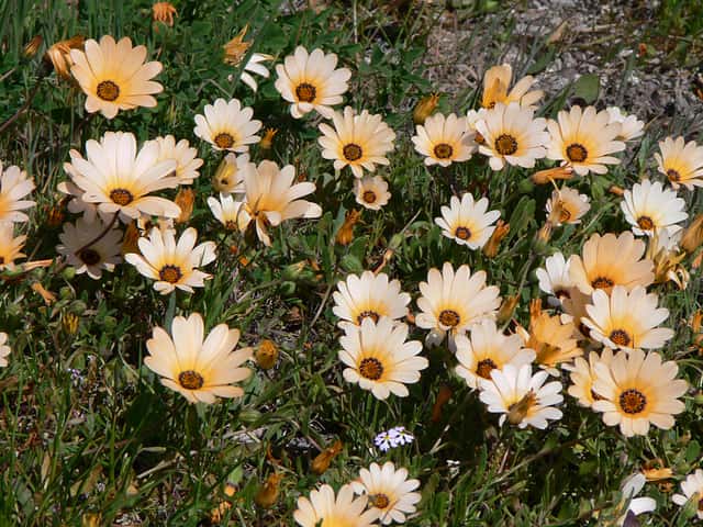 Margarida-africana