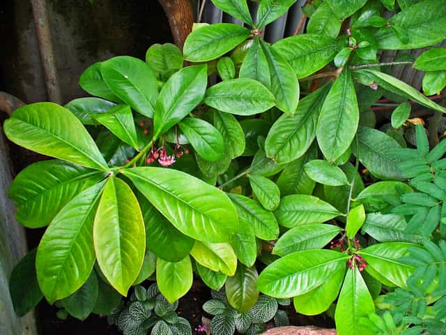 Coralito