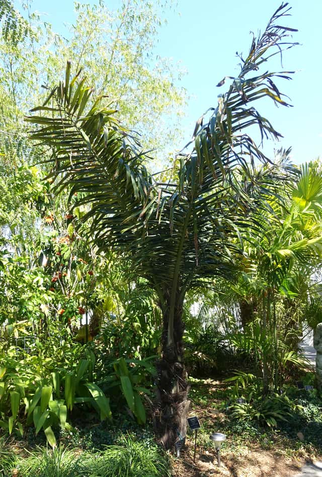 Palmeira-do-açúcar