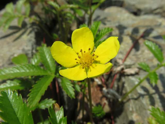 Silverweed
