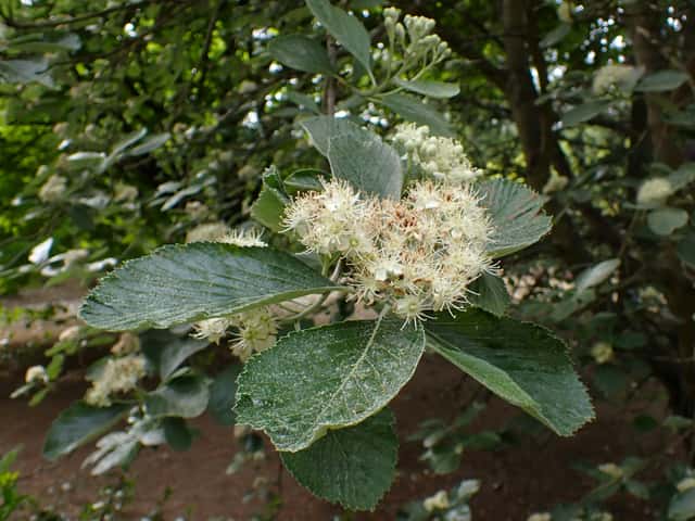 Mostajo blanco