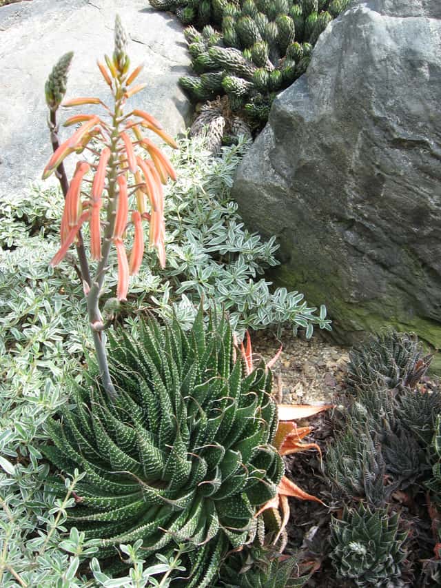 Aloe-renda