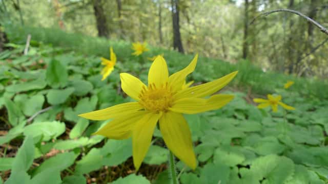 Arnica-de-folha-de-coração