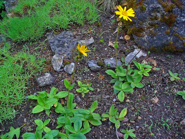Arnica