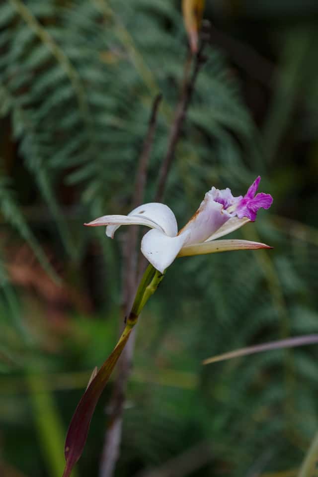 Bamboo Orchid (genus)