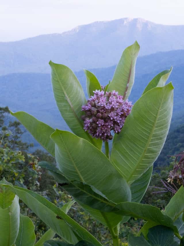 Silkeplante