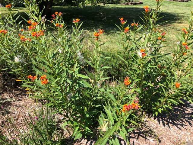 Tropical Milkweed