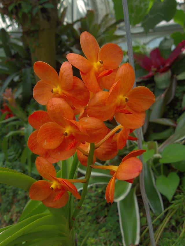 Ascocenda Orchid