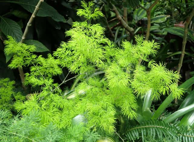 Ming Fern